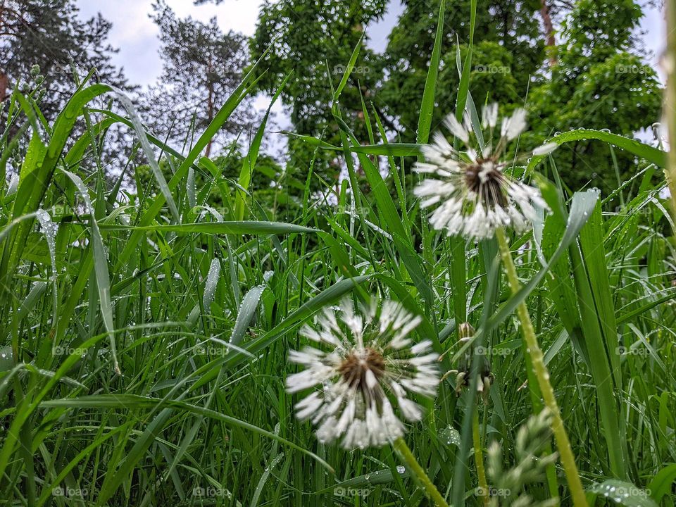 wet dandelion from the rain on the background of grass