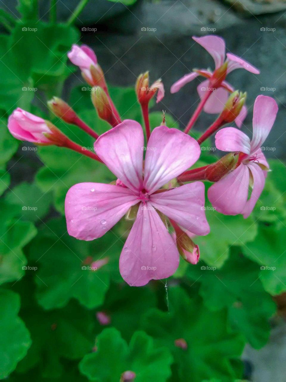 Pink garden geranium flower, close-up.