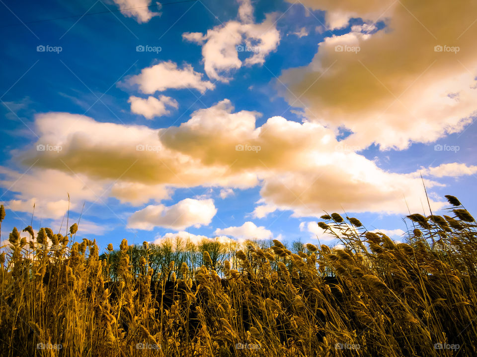 Wheat Field Under The Clouds