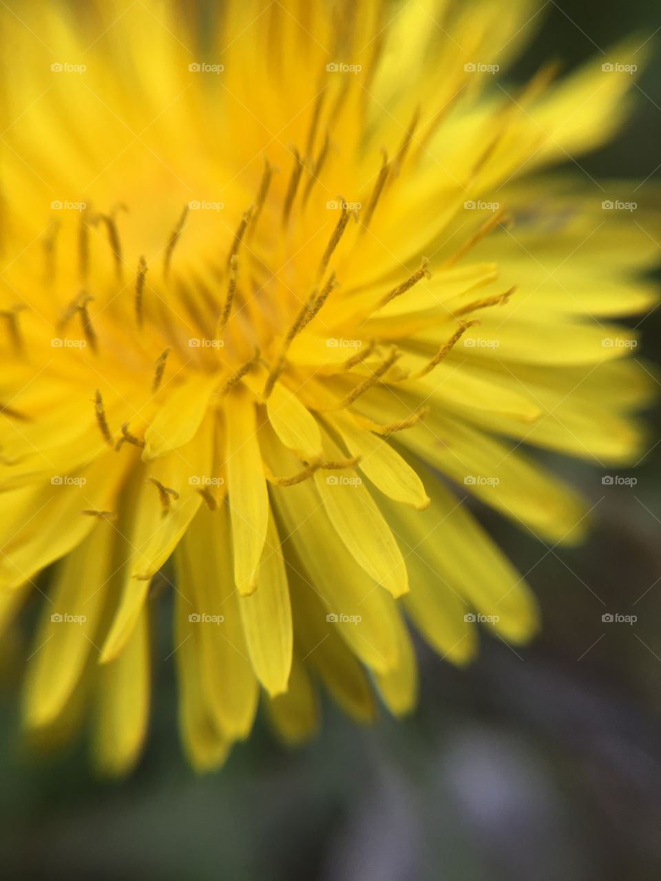 Dandelion closeup