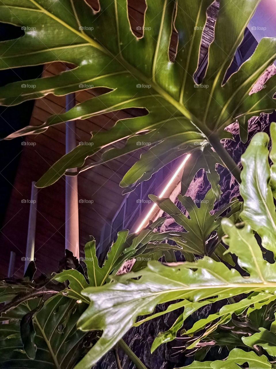 Large green leaves with building background and night lighting in low angle view