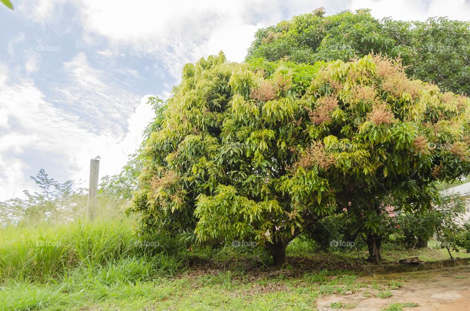 Blooming Julie Mango Tree