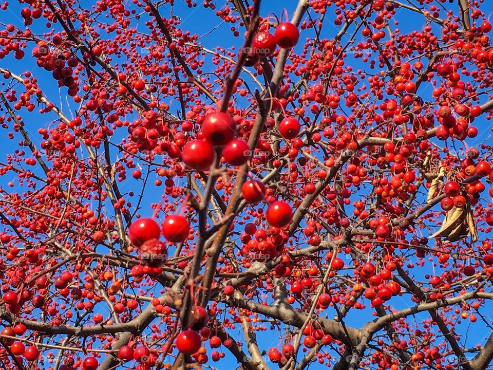 Berries on Tree