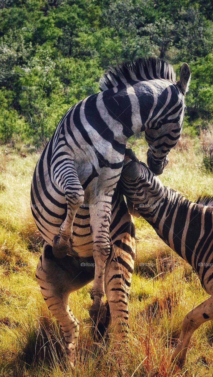 fighting zebras