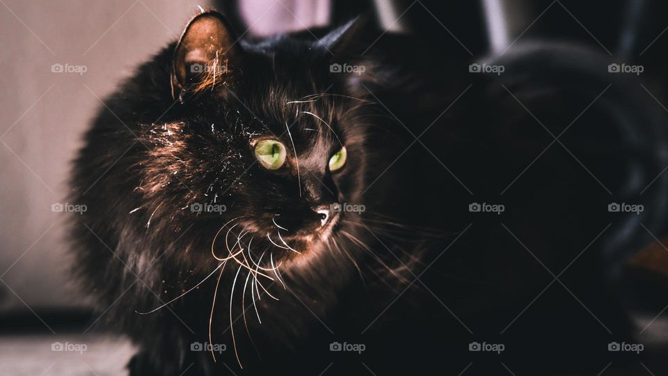 Macro shot of my favorite black cat, Octavia.