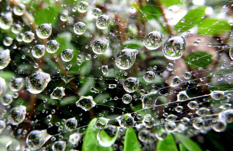 raindrops on cobweb