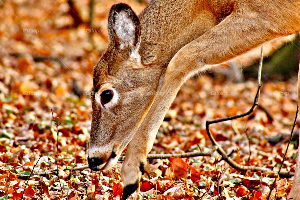 A deer eating the leaves