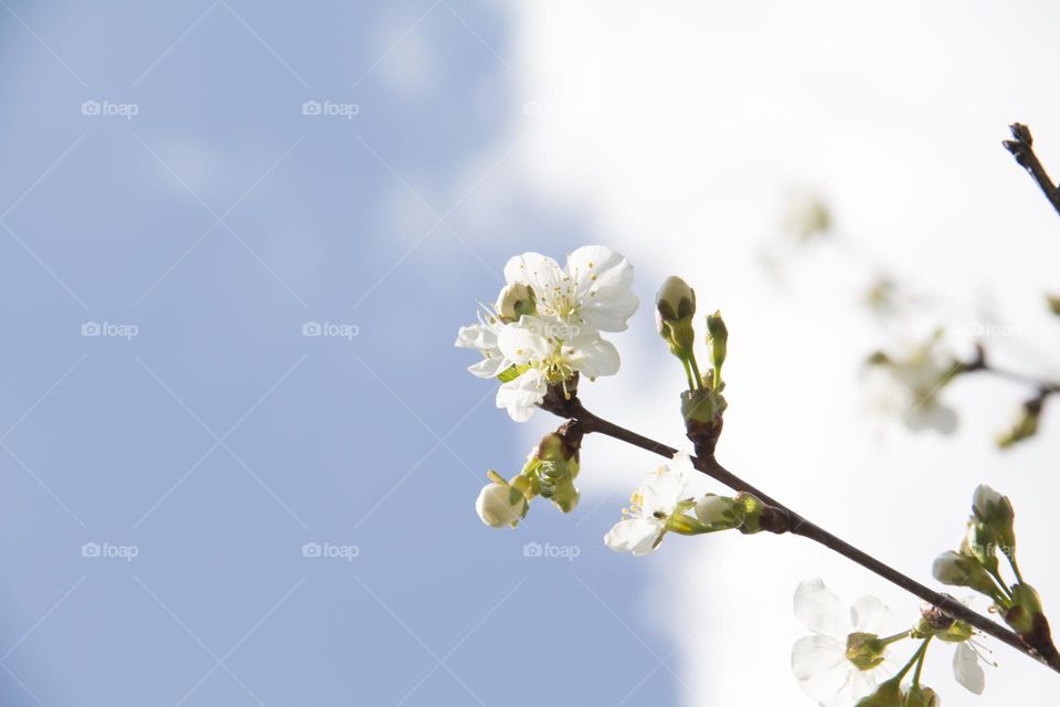 Spring flowering of trees and flowers on a sunny day in spring.