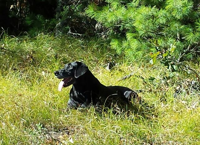 Murphy at rest