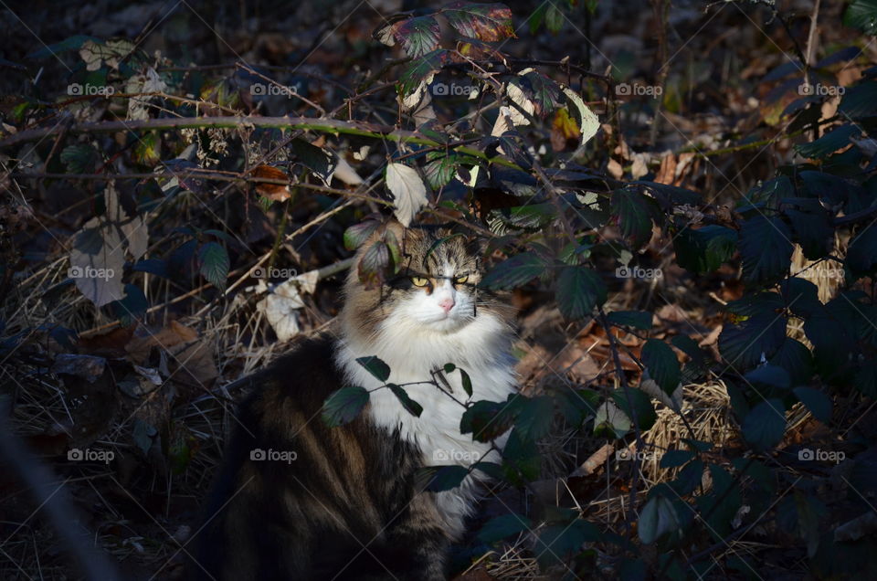 cat looking with beautiful green eyes in the light