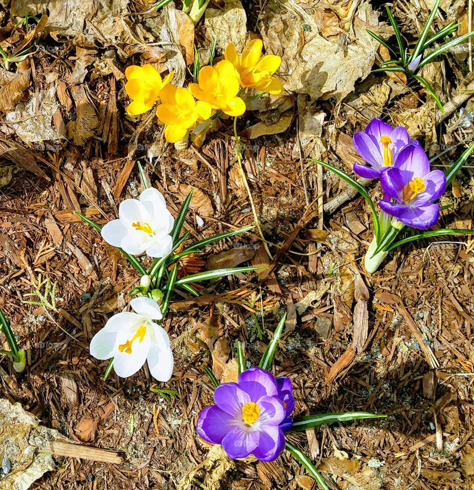 crocus the first flowers of spring