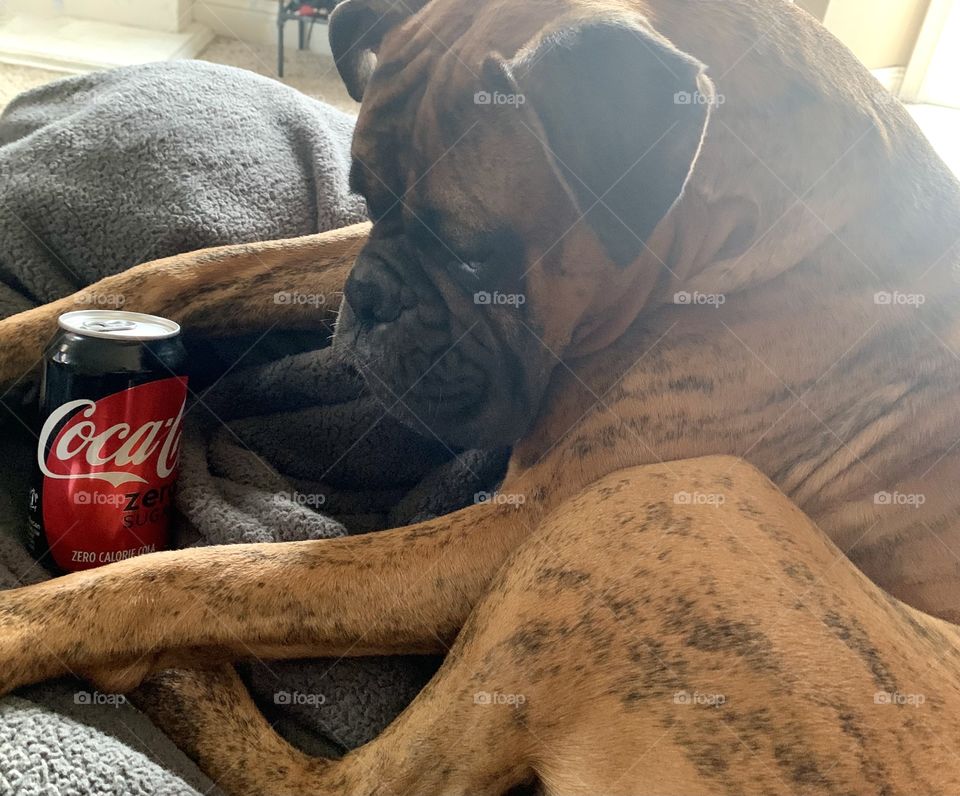 Boxer puppy and a Coke Zero aluminum can 