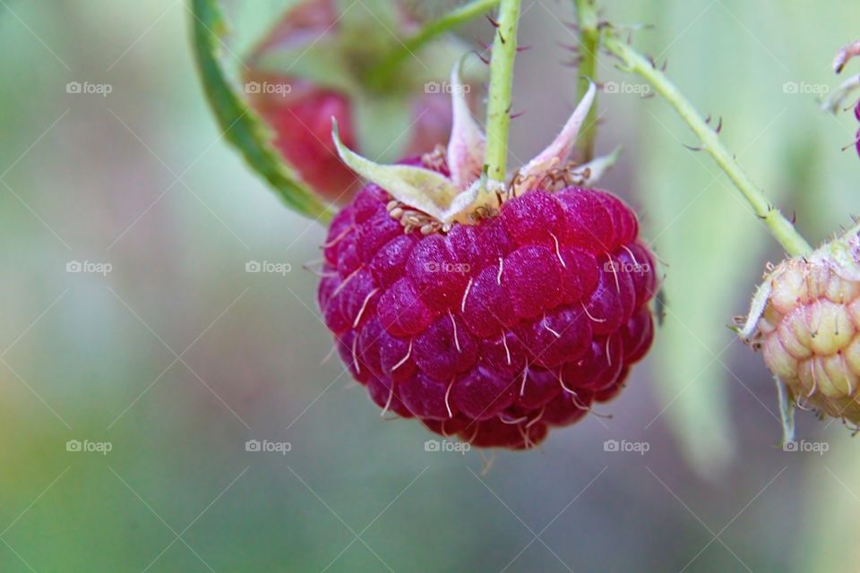 red raspberry on a branch