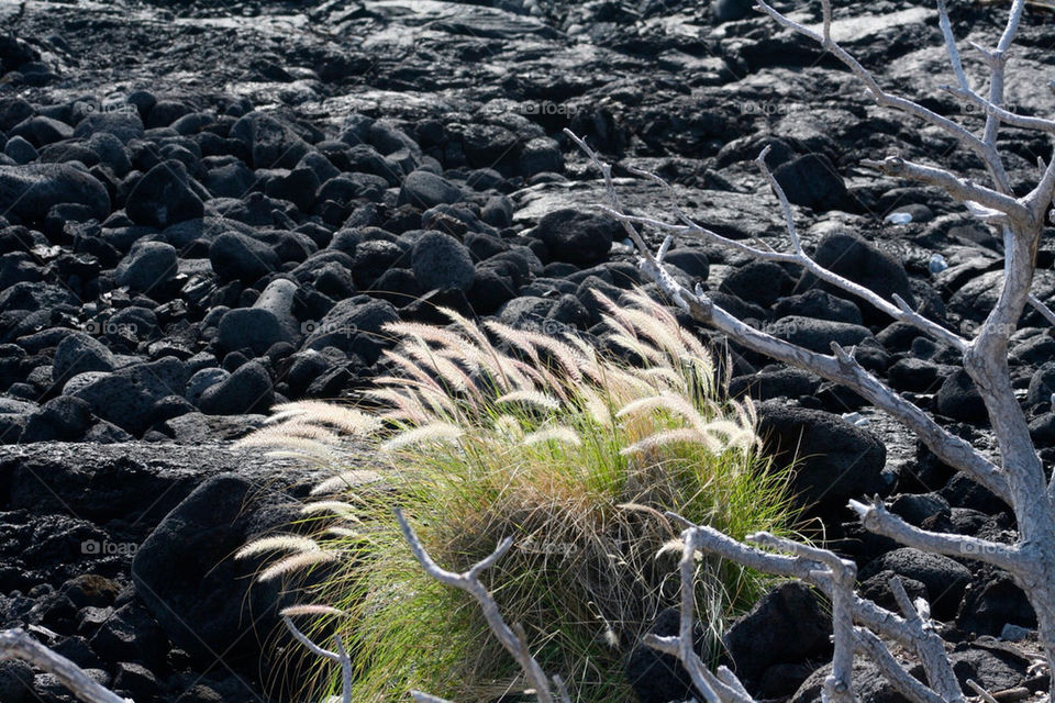 beach rocks branches volcanic by mmcook