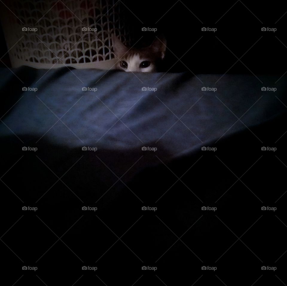 Cat playing hide and seek