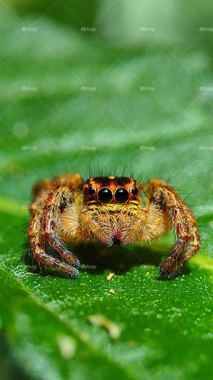 Cute little orange spider