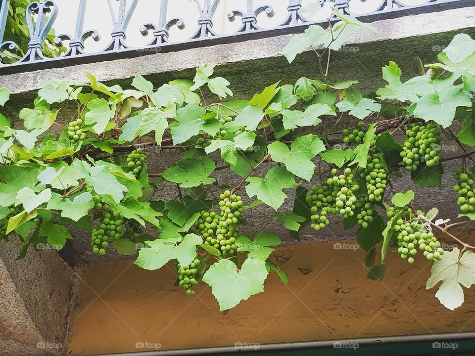 Bunches and leaves - Brunate, Como, Lombardy, Italy.