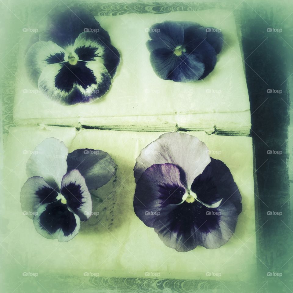 Four pansies on an old book