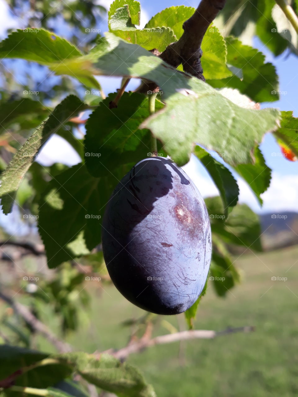 Organic plum from the village