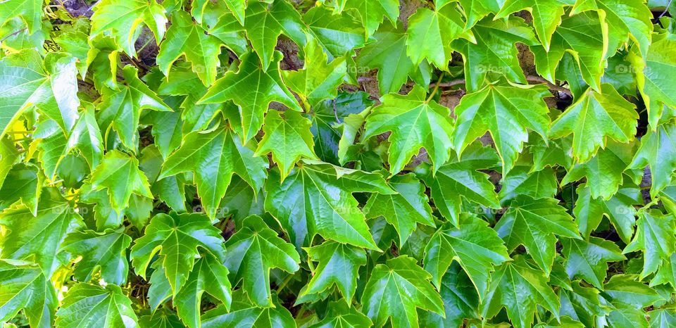 ivy wall