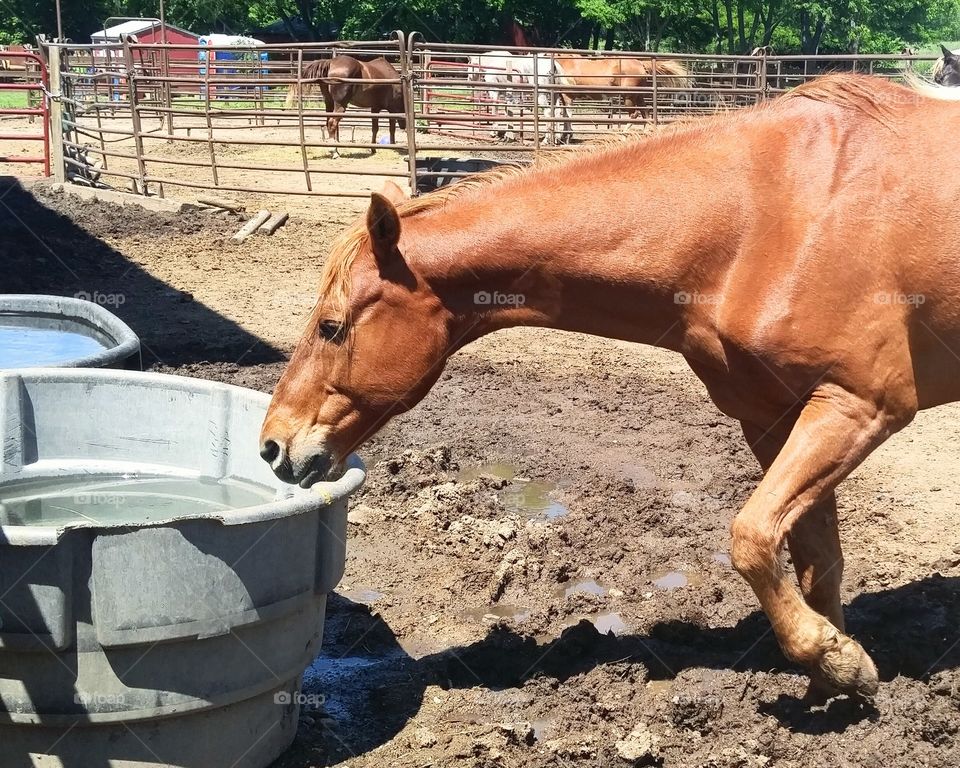 horse stretching for a drink