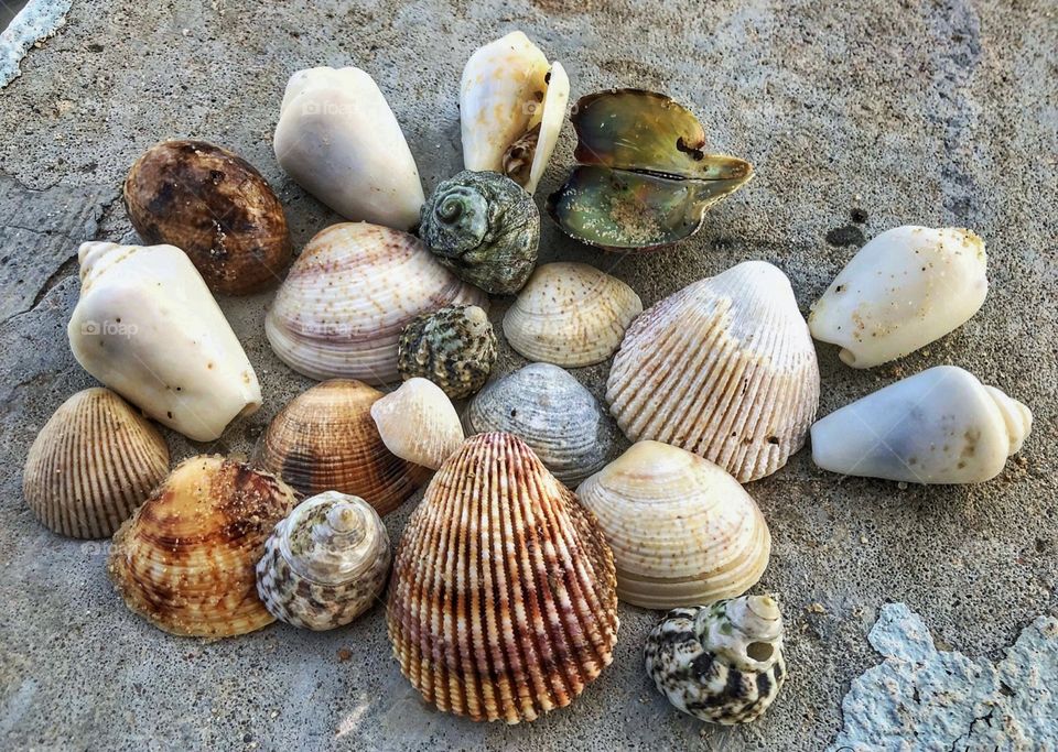 Seashells shapes and sizes 