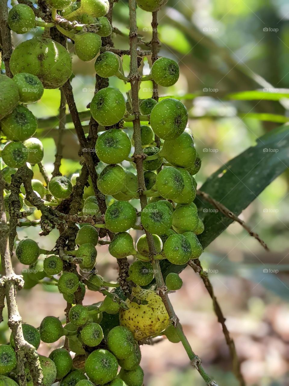 fruit that is usually in the forest