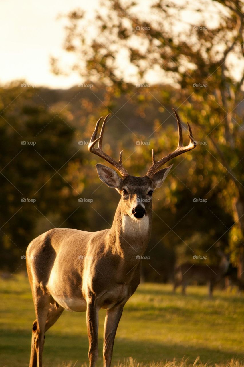 selective focus photography of brown deer standing on green grass field during