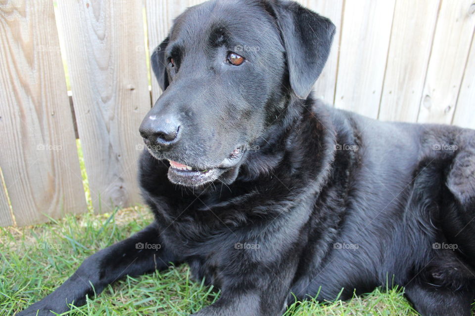 Black labrador resting on grass