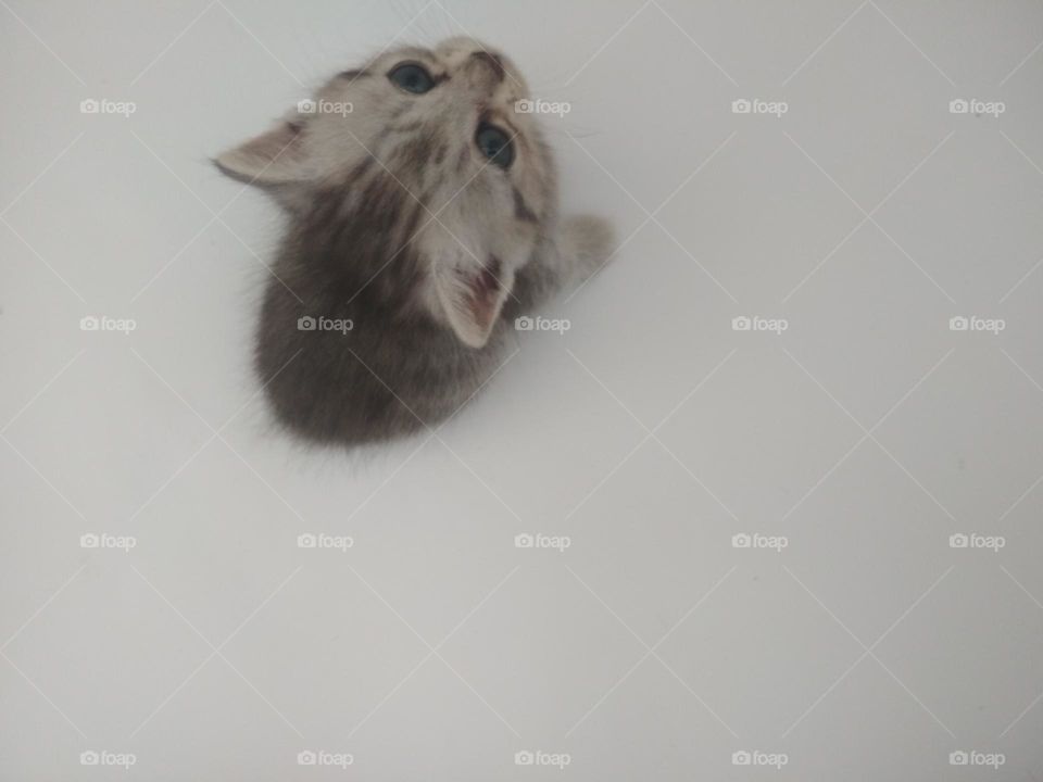 kitten, kitty, baby cat.
cute kitten, little kitten, mogul cat, model cat