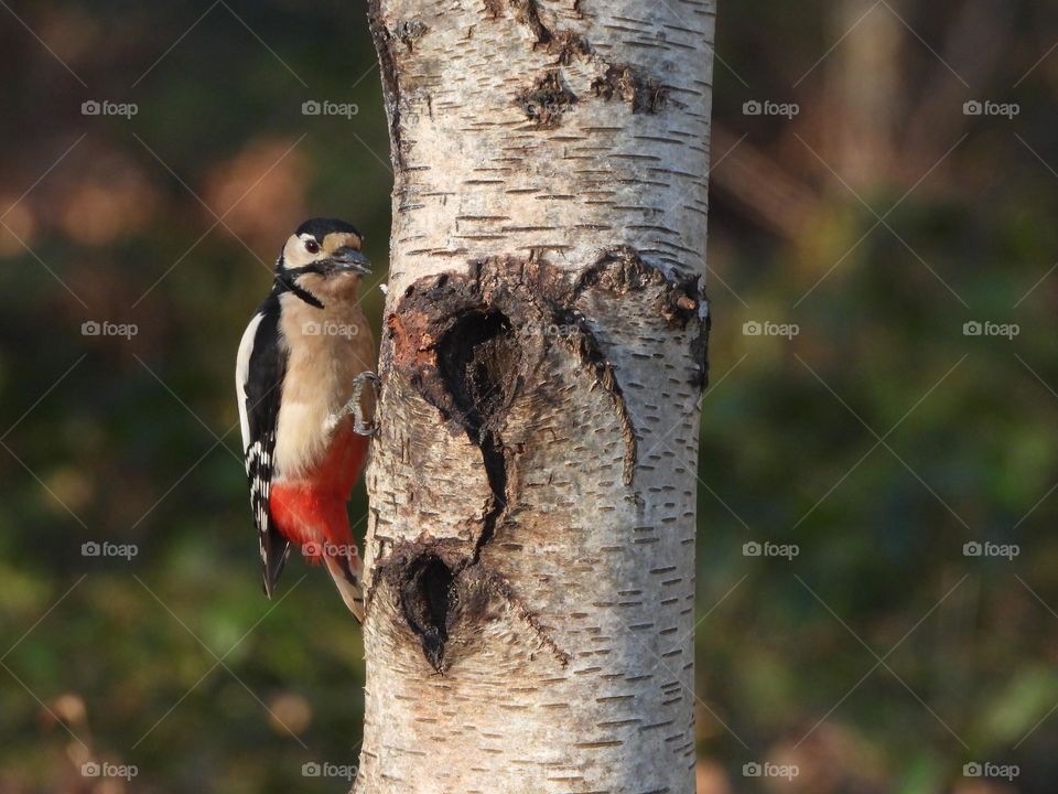 A woodpecker on a fence post 