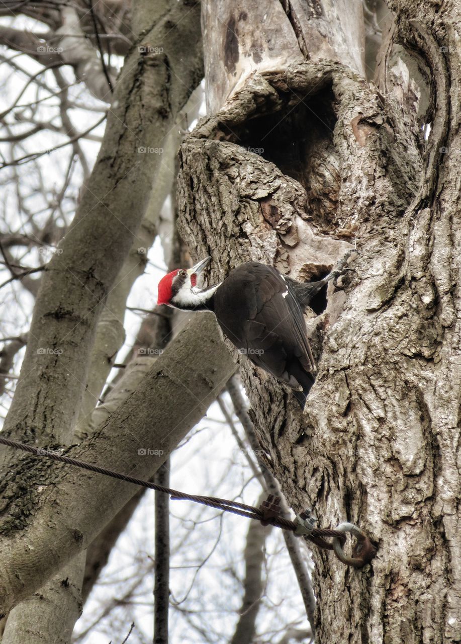 Woodpecker Mount Royal cemetery Montreal 