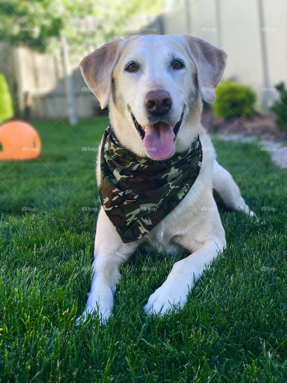 Dog, Pet, Cute, Canine, Grass