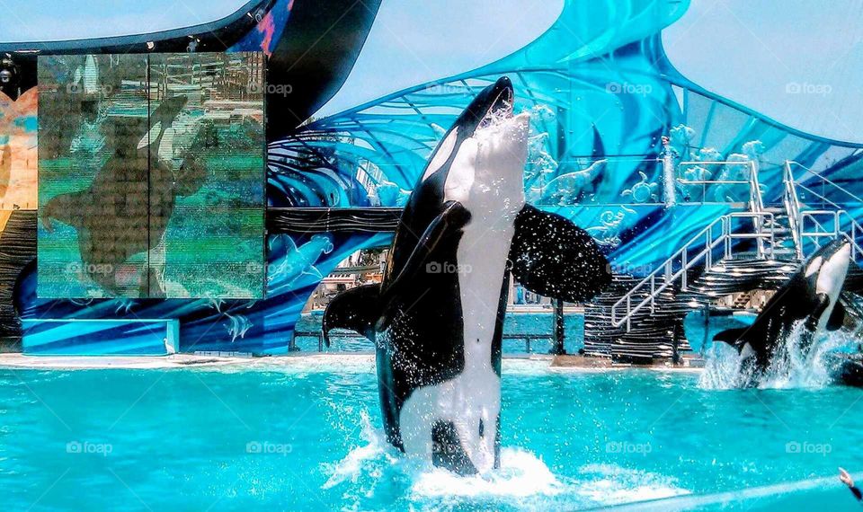 Get up close and personal with the Biggest Whale in the world