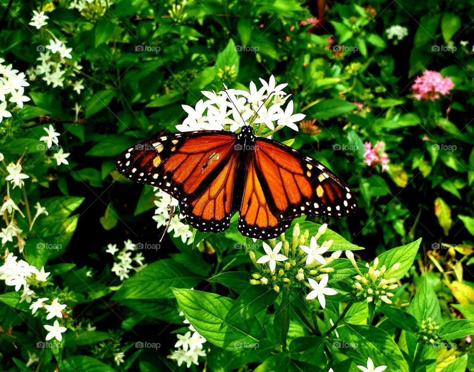 A beautiful monarch butterfly sits on a bunch of flowers