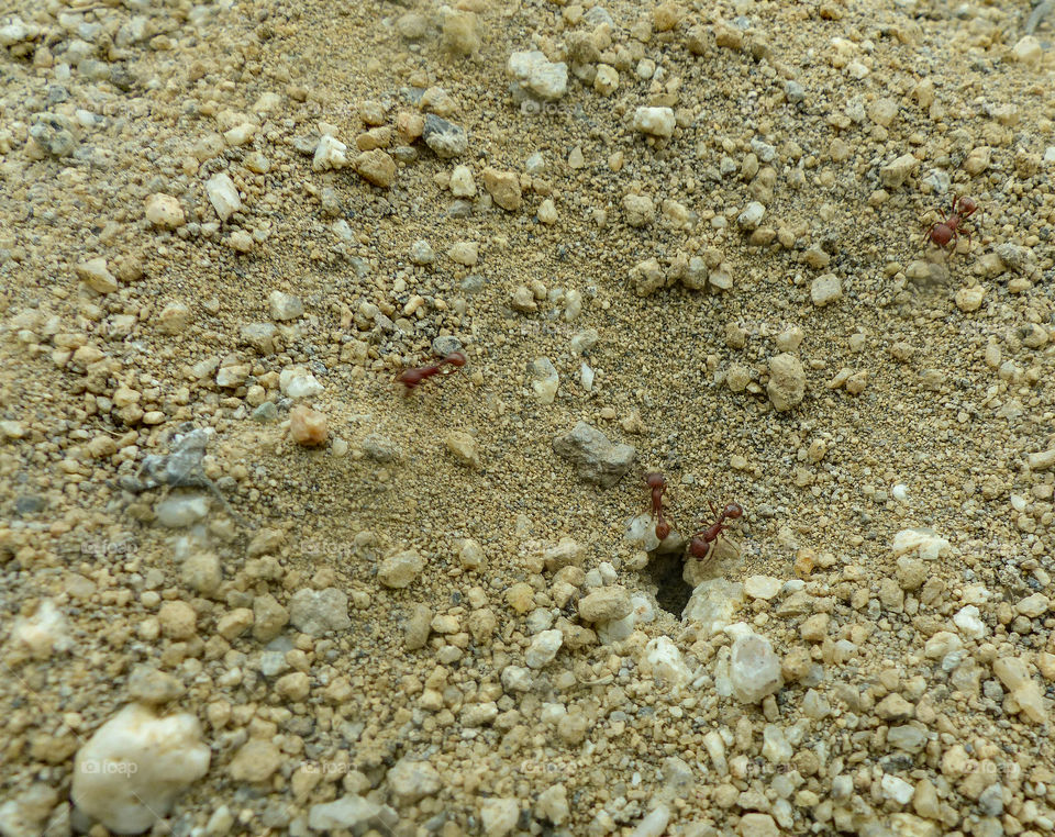 Red ants helping build a new home