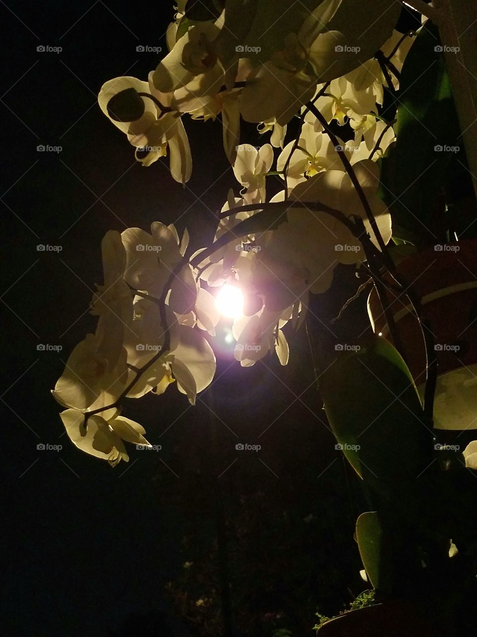 Light Through the Flowers