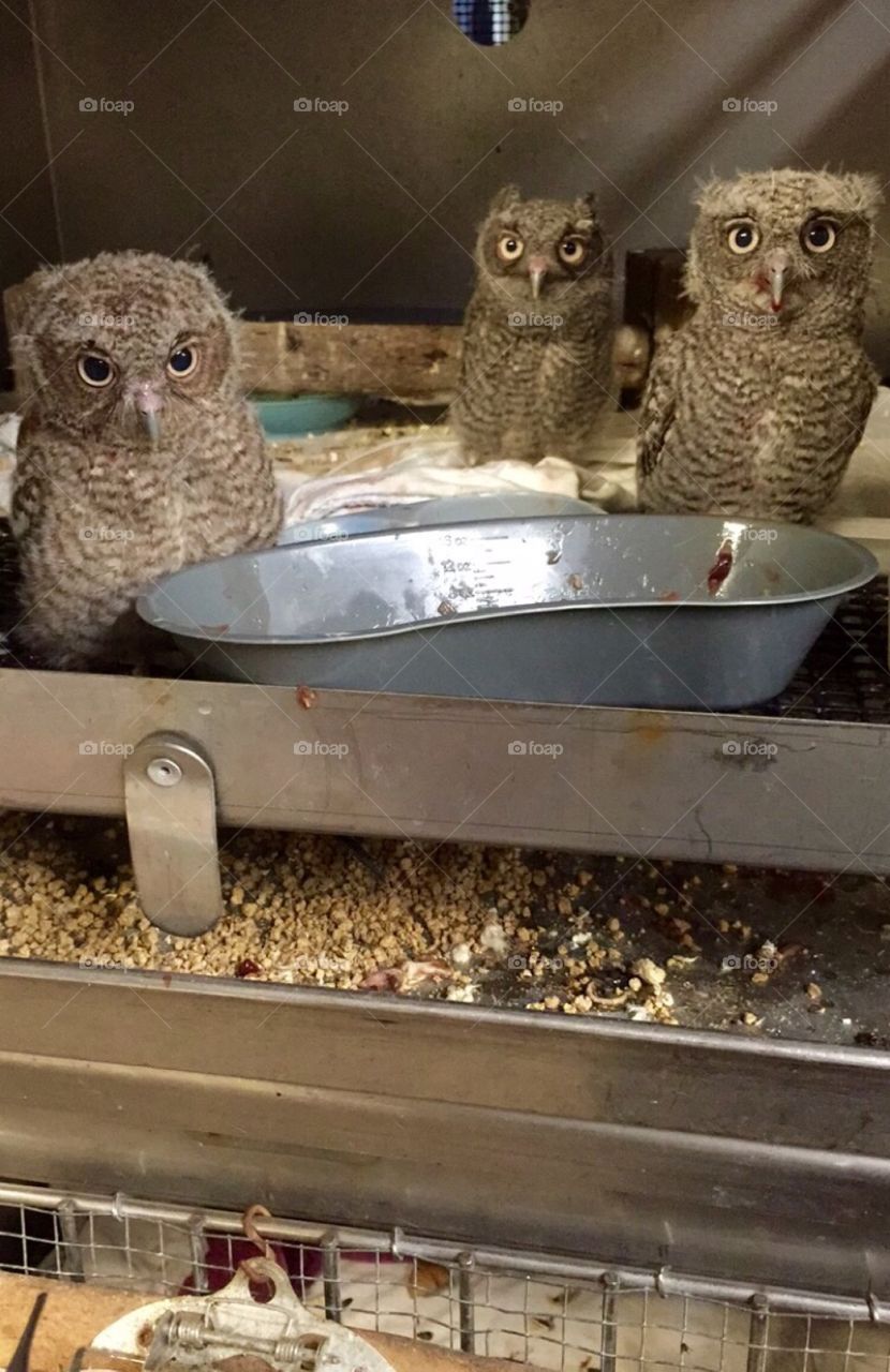 Baby Owls. These little guys fell out of their nest and their mother abandoned them.