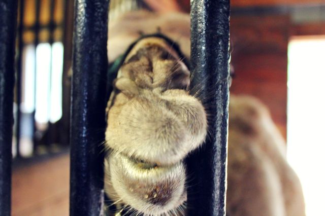 Camel kiss