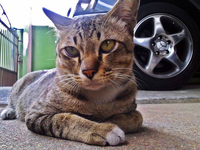cat