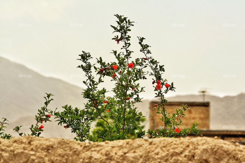 clay blooms pamagranet clay wall by nader_esk