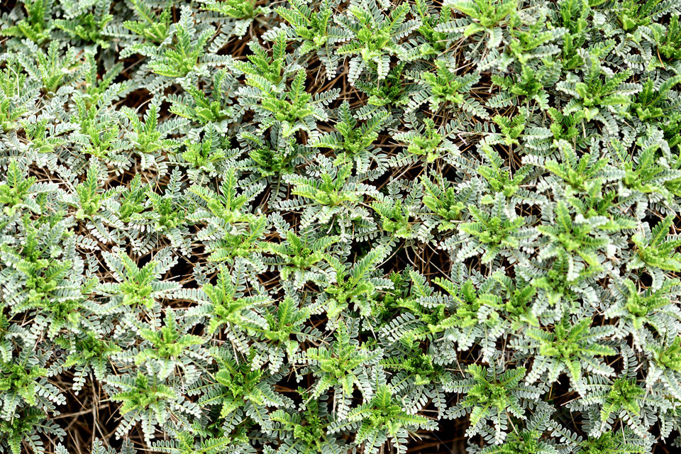 milkvetch leaves as natural fullframe Background.