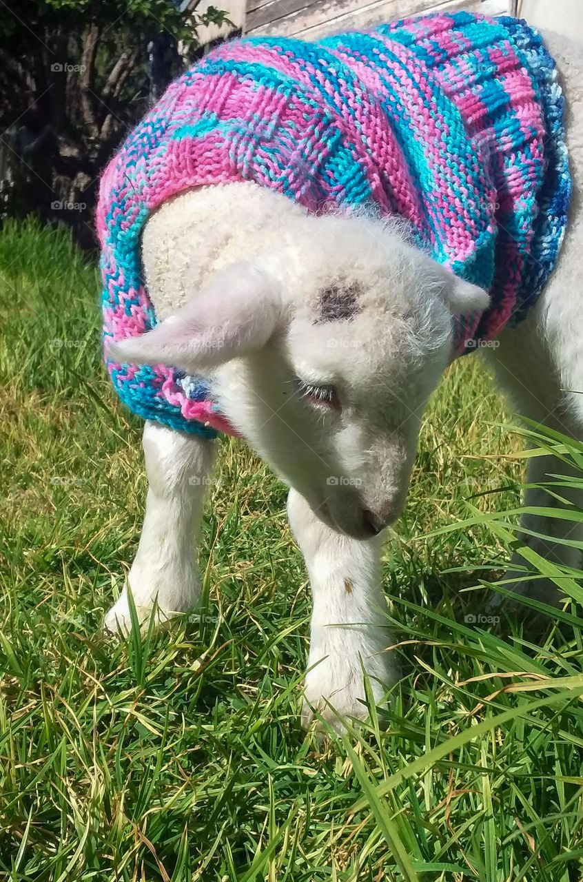 an orphan lamb wearing a knitted jumper to keep warm