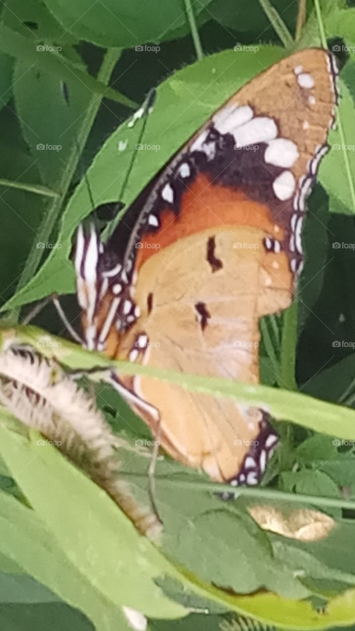 This butterfly is evening click very beauty