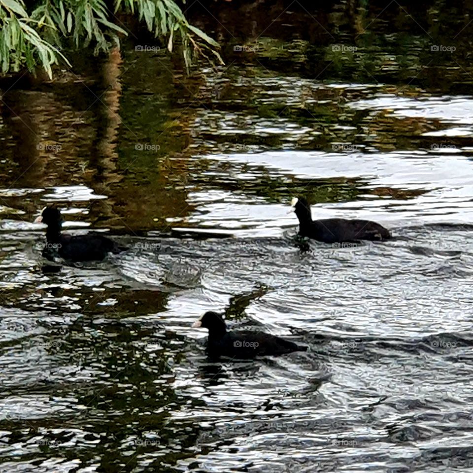 three coots in the lake.