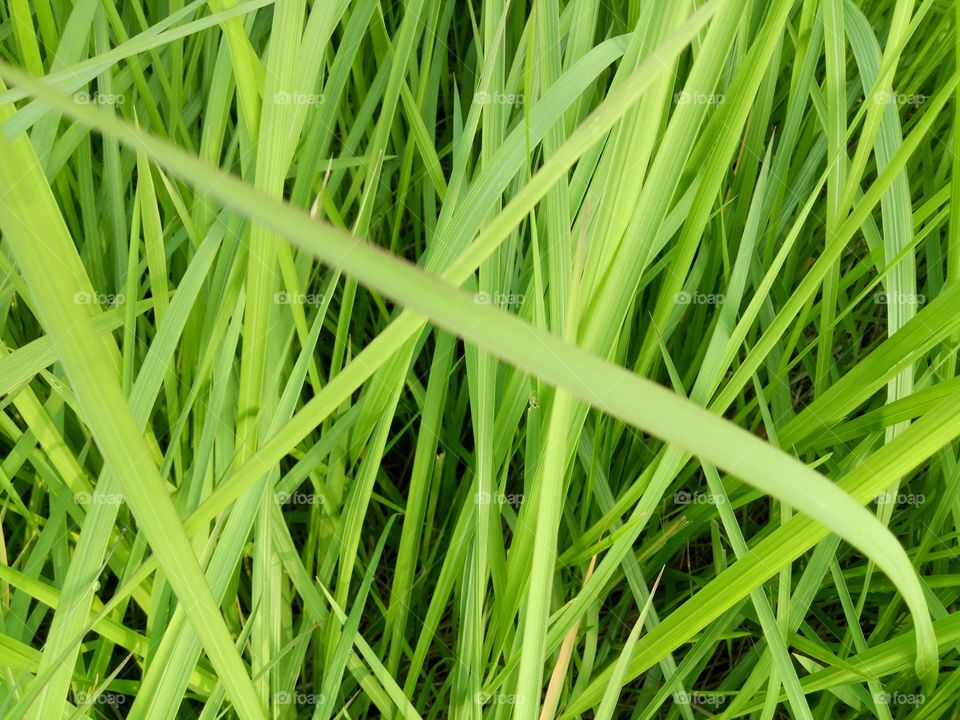 green     grass