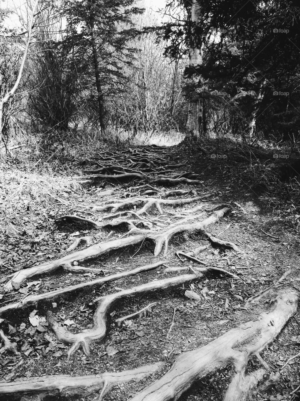Pathway up Mount Healy, in Alaska