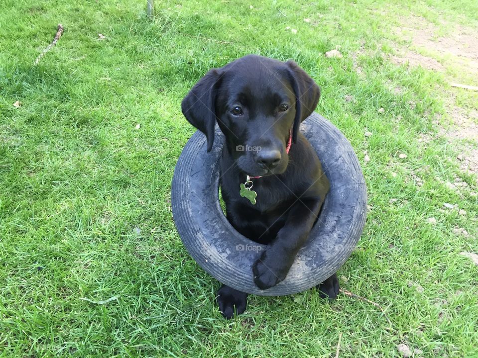 Black Labrador puppy inside tyre
