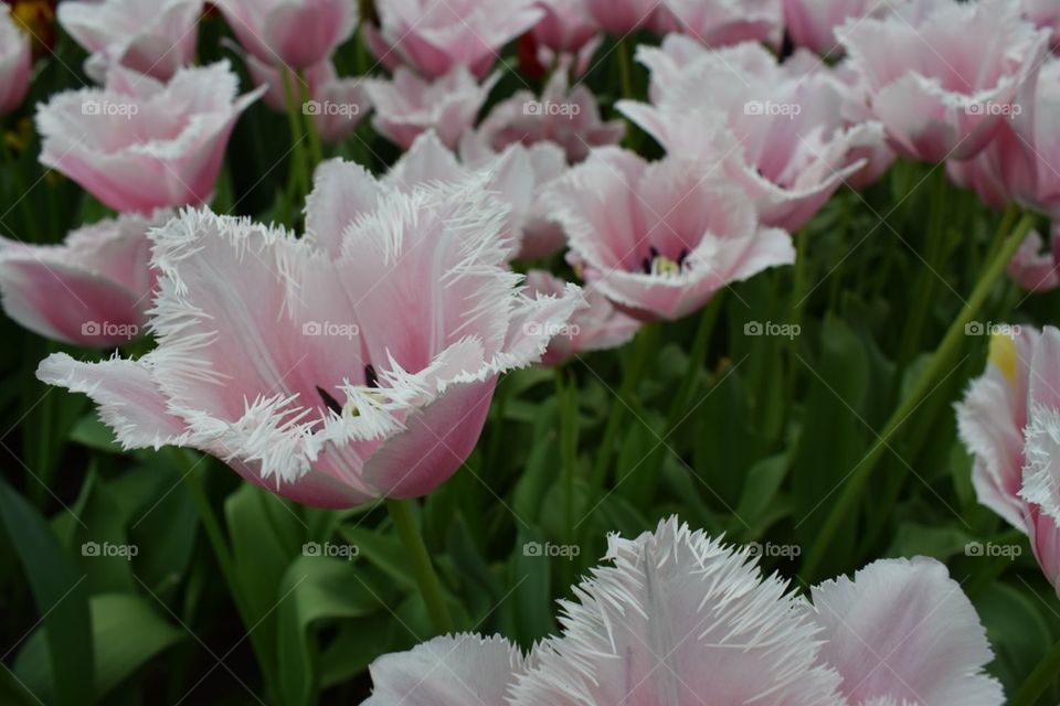 Amazing tulip. I love flowers! Blooming beauty.