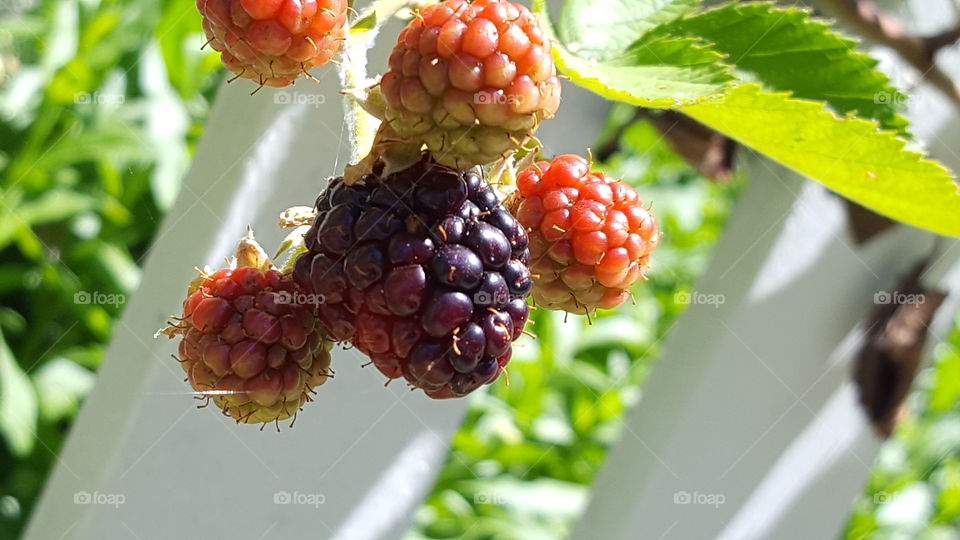 wild berries